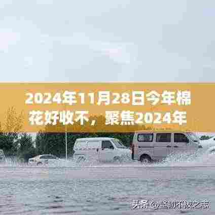 2024年棉花收成展望,品质、市场与气候的综合分析