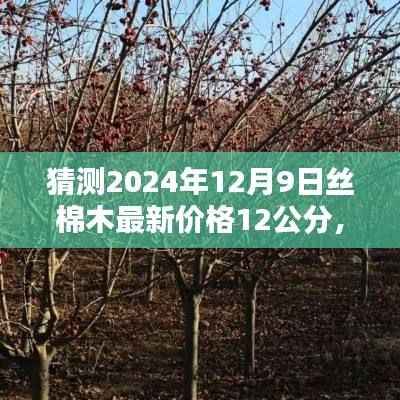 揭秘,2024年丝棉木行情预测——深度解析丝棉木最新价格动态与行情展望(针对12公分丝棉木)