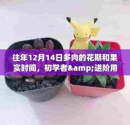 多肉植物花期与果实时间季节性指导,以12月14日为中心,适用于初学者与进阶用户掌握的季节性指南