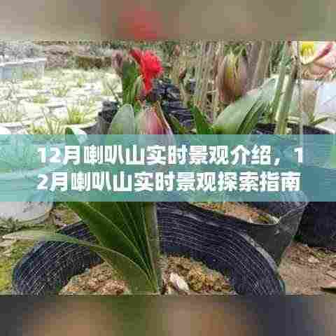12月喇叭山实时景观探索,自然之美的深度领略指南