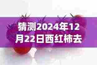 西红柿的逆袭之路，从皮到心，共同蜕变的旅程（预测热门话题，日期，2024年12月22日）
