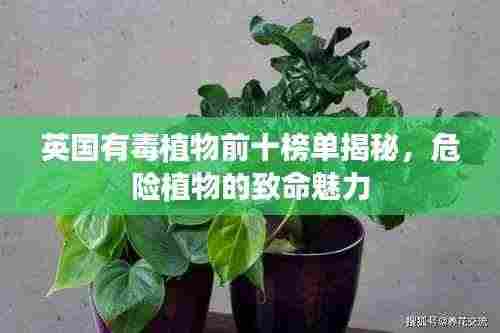 英国有毒植物前十榜单揭秘,危险植物的致命魅力