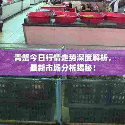 青蟹今日行情走势深度解析,最新市场分析揭秘!