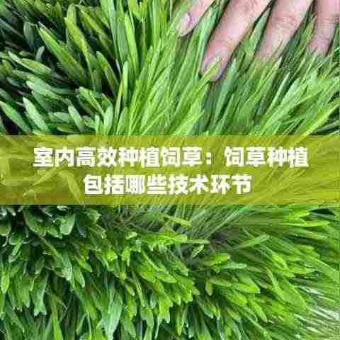室内高效种植饲草:饲草种植包括哪些技术环节