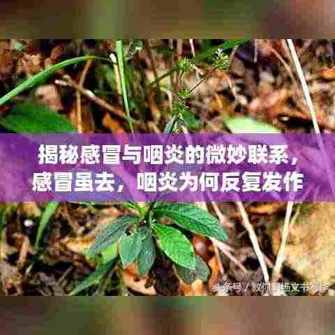 揭秘感冒与咽炎的微妙联系,感冒虽去,咽炎为何反复发作?