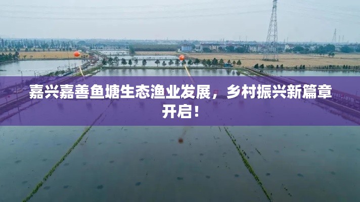 嘉兴嘉善鱼塘生态渔业发展，乡村振兴新篇章开启！