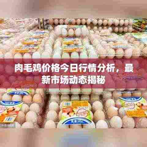 肉毛鸡价格今日行情分析,最新市场动态揭秘