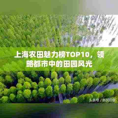 上海农田魅力榜TOP10,领略都市中的田园风光