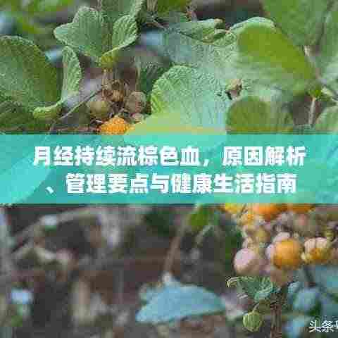 月经持续流棕色血,原因解析、管理要点与健康生活指南