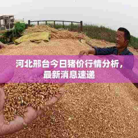 河北邢台今日猪价行情分析,最新消息速递