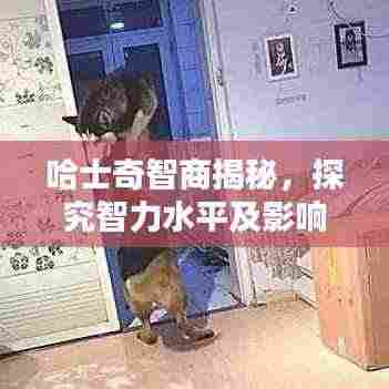 哈士奇智商揭秘,探究智力水平及影响因素,排名全球前列!