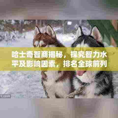 哈士奇智商揭秘,探究智力水平及影响因素,排名全球前列!