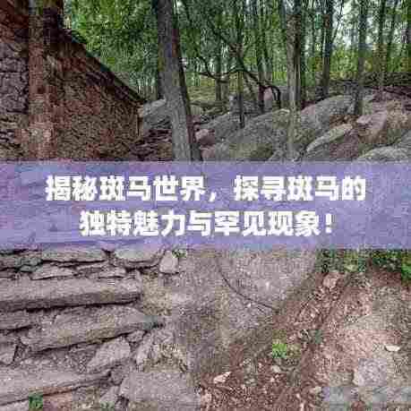 揭秘斑马世界,探寻斑马的独特魅力与罕见现象!
